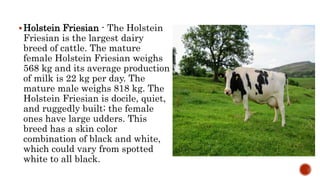Holstein Friesian - The Holstein
Friesian is the largest dairy
breed of cattle. The mature
female Holstein Friesian weighs
568 kg and its average production
of milk is 22 kg per day. The
mature male weighs 818 kg. The
Holstein Friesian is docile, quiet,
and ruggedly built; the female
ones have large udders. This
breed has a skin color
combination of black and white,
which could vary from spotted
white to all black.
 