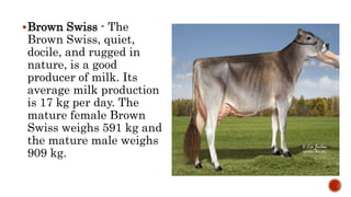Brown Swiss - The
Brown Swiss, quiet,
docile, and rugged in
nature, is a good
producer of milk. Its
average milk production
is 17 kg per day. The
mature female Brown
Swiss weighs 591 kg and
the mature male weighs
909 kg.
 