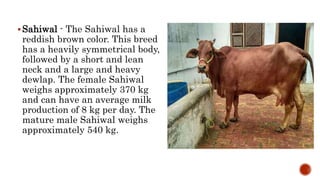 Sahiwal - The Sahiwal has a
reddish brown color. This breed
has a heavily symmetrical body,
followed by a short and lean
neck and a large and heavy
dewlap. The female Sahiwal
weighs approximately 370 kg
and can have an average milk
production of 8 kg per day. The
mature male Sahiwal weighs
approximately 540 kg.
 