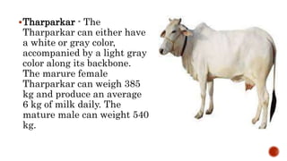Tharparkar - The
Tharparkar can either have
a white or gray color,
accompanied by a light gray
color along its backbone.
The marure female
Tharparkar can weigh 385
kg and produce an average
6 kg of milk daily. The
mature male can weight 540
kg.
 