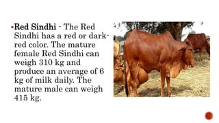 Red Sindhi - The Red
Sindhi has a red or dark-
red color. The mature
female Red Sindhi can
weigh 310 kg and
produce an average of 6
kg of milk daily. The
mature male can weigh
415 kg.
 