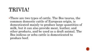 There are two types of cattle. The Bos taurus, the
common domestic cattle of European origin, is
domesticated mainly to produce large quantities of
milk, but it can also provide meat, leather, and
other products, and be used as a draft animal. The
Bos indicus or zebu cattle is domesticated to
produce beef.
 