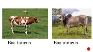 Bos taurus Bos indicus
 