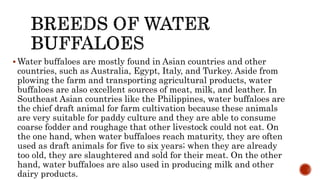  Water buffaloes are mostly found in Asian countries and other
countries, such as Australia, Egypt, Italy, and Turkey. Aside from
plowing the farm and transporting agricultural products, water
buffaloes are also excellent sources of meat, milk, and leather. In
Southeast Asian countries like the Philippines, water buffaloes are
the chief draft animal for farm cultivation because these animals
are very suitable for paddy culture and they are able to consume
coarse fodder and roughage that other livestock could not eat. On
the one hand, when water buffaloes reach maturity, they are often
used as draft animals for five to six years; when they are already
too old, they are slaughtered and sold for their meat. On the other
hand, water buffaloes are also used in producing milk and other
dairy products.
 
