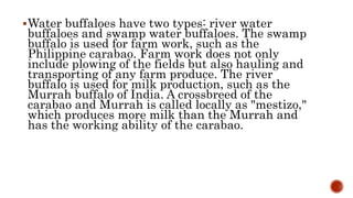 Water buffaloes have two types: river water
buffaloes and swamp water buffaloes. The swamp
buffalo is used for farm work, such as the
Philippine carabao. Farm work does not only
include plowing of the fields but also hauling and
transporting of any farm produce. The river
buffalo is used for milk production, such as the
Murrah buffalo of India. A crossbreed of the
carabao and Murrah is called locally as "mestizo,"
which produces more milk than the Murrah and
has the working ability of the carabao.
 