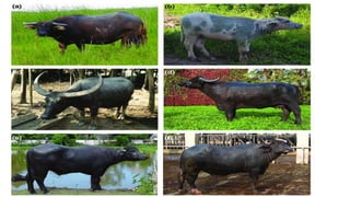 Large Ruminant Hd Lesson 3 BREEDS AND BREEDING OF LARGE RUMINANTS.pptx