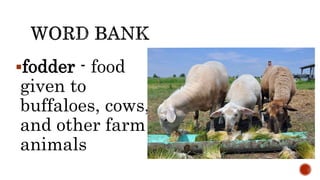 fodder - food
given to
buffaloes, cows,
and other farm
animals
 