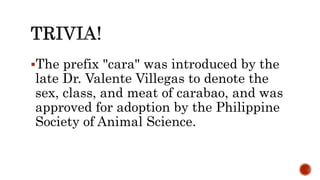 The prefix "cara" was introduced by the
late Dr. Valente Villegas to denote the
sex, class, and meat of carabao, and was
approved for adoption by the Philippine
Society of Animal Science.
 