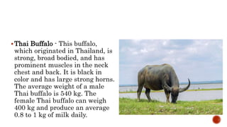 Thai Buffalo - This buffalo,
which originated in Thailand, is
strong, broad bodied, and has
prominent muscles in the neck
chest and back. It is black in
color and has large strong horns.
The average weight of a male
Thai buffalo is 540 kg. The
female Thai buffalo can weigh
400 kg and produce an average
0.8 to 1 kg of milk daily.
 