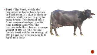  Surti - The Surti, which also
originated in India, has a brown
or black color. It's skin is black or
reddish, while its hair is gray to
rusty brown. The Surti M bull's
front is more developed and its
hind portion is narrow. The
mature male Surti has an average
weight of 499 kg. The mature
female Surti weighs an average of
408 kg and can produce 5 kg to 6
kg of milk daily.
 