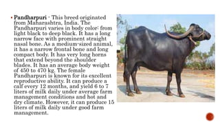  Pandharpuri - This breed originated
from Maharashtra, India. The
Pandharpuri varies in body color: from
light black to deep black. It has a long
narrow face with prominent straight
nasal bone. As a medium-sized animal,
it has a narrow frontal bone and long
compact body. It has very long horns
that extend beyond the shoulder
blades. It has an average body weight
of 450 to 470 kg. The female
Pandharpuri is known for its excellent
reproductive ability. It can produce a
calf every 12 months, and yield 6 to 7
liters of milk daily under average farm
management conditions and hot and
dry climate. However, it can produce 15
liters of milk daily under good farm
management.
 