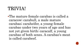 The mature female carabao is called a
caracow; carabull, a male mature
carabao; caraheifer, a young female
carabao under two years of age and has
not yet given birth; caracalf, a young
carabao of both sexes. A carabao's meat
is called carabeef.
 