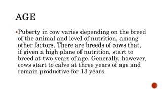 Puberty in cow varies depending on the breed
of the animal and level of nutrition, among
other factors. There are breeds of cows that,
if given a high plane of nutrition, start to
breed at two years of age. Generally, however,
cows start to calve at three years of age and
remain productive for 13 years.
 