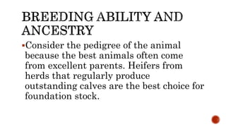 Consider the pedigree of the animal
because the best animals often come
from excellent parents. Heifers from
herds that regularly produce
outstanding calves are the best choice for
foundation stock.
 
