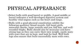 Select bulls with good barrel or middle. A good middle or
barrel indicates a well-developed digestive system and
healthy vital organs such as the beart and lungs.
Bulls with a good physical constitution exhibit the
following qualities: broad muzzle, full heart girth,
muscular cheeks, large nostrils and jaw, full loin, and well-
rounded thighs. Bulls should also be muscular and have
strong legs so they can carry their own weight, easily mate
with cows that are in heat, and look for food. Well-built
legs also ensure that bulls successfully mate with cows.
 