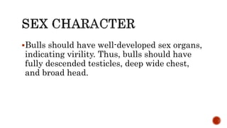 Bulls should have well-developed sex organs,
indicating virility. Thus, bulls should have
fully descended testicles, deep wide chest,
and broad head.
 
