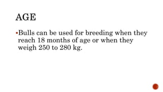 Bulls can be used for breeding when they
reach 18 months of age or when they
weigh 250 to 280 kg.
 