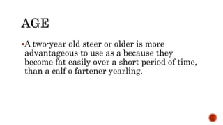A two-year old steer or older is more
advantageous to use as a because they
become fat easily over a short period of time,
than a calf o fartener yearling.
 