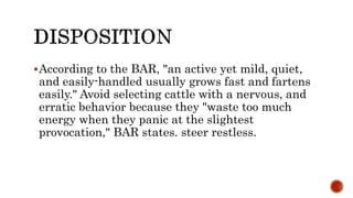 According to the BAR, "an active yet mild, quiet,
and easily-handled usually grows fast and fartens
easily." Avoid selecting cattle with a nervous, and
erratic behavior because they "waste too much
energy when they panic at the slightest
provocation," BAR states. steer restless.
 