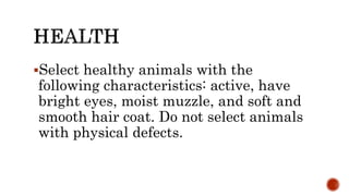 Select healthy animals with the
following characteristics: active, have
bright eyes, moist muzzle, and soft and
smooth hair coat. Do not select animals
with physical defects.
 