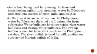 Aside from being used for plowing the farm and
transporting agricultural products, water buffaloes are
also excellent sources of meat, milk, and leather.
In Southeast Asian countries like the Philippines,
water buffaloes are the chief draft animal for farm
cultivation Water buffaloes have two types: river water
buffaloes and swamp water buffaloes. The swamp
buffalo is used for farm work, such as the Philippine
carabao. The river buffalo is used for milk production,
such as the Murrah buffalo of India.
 