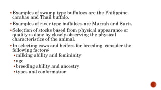 Examples of swamp type buffaloes are the Philippine
carabao and Thail buffalo.
Examples of river type buffaloes are Murrah and Surti.
Selection of stocks based from physical appearance or
quality is done by closely observing the physical
characteristics of the animal.
In selecting cows and heifers for breeding, consider the
following factors:
milking ability and femininity
age
breeding ability and ancestry
types and conformation
 