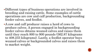 Different types of business operations are involved in
breeding and raising cattle. Some examples of cattle
operations are cow and calf production, backgrounding
feeder calves, and feedlot.
A cow and calf producer raises a herd of cows to
produce calves. A person engaged in backgrounding
feeder calves obtains weaned calves and raises them
until they reach 800 to 900 pounds (362.87 kilograms
to 408.233 kilograms). Lastly, a feedlot operator buys
weaned calves or backgrounded calves and raises them
to market weight.
 