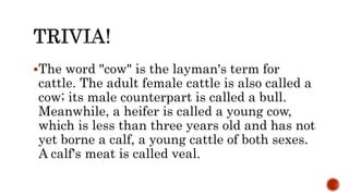 The word "cow" is the layman's term for
cattle. The adult female cattle is also called a
cow; its male counterpart is called a bull.
Meanwhile, a heifer is called a young cow,
which is less than three years old and has not
yet borne a calf, a young cattle of both sexes.
A calf's meat is called veal.
 