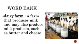 dairy farm - a farm
that produces milk
and may also produce
milk products, such
as butter and cheese
 