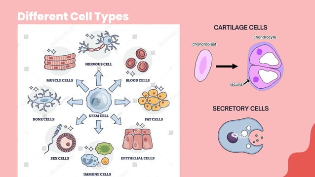 Lesson 3-Cell types in the HumanBody.pdf