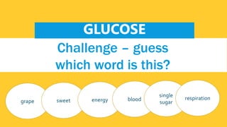 The word contains 7 letters.
Challenge – guess
which word is this?
grape sweet energy blood
single
sugar
respiration
GLUCOSE
 