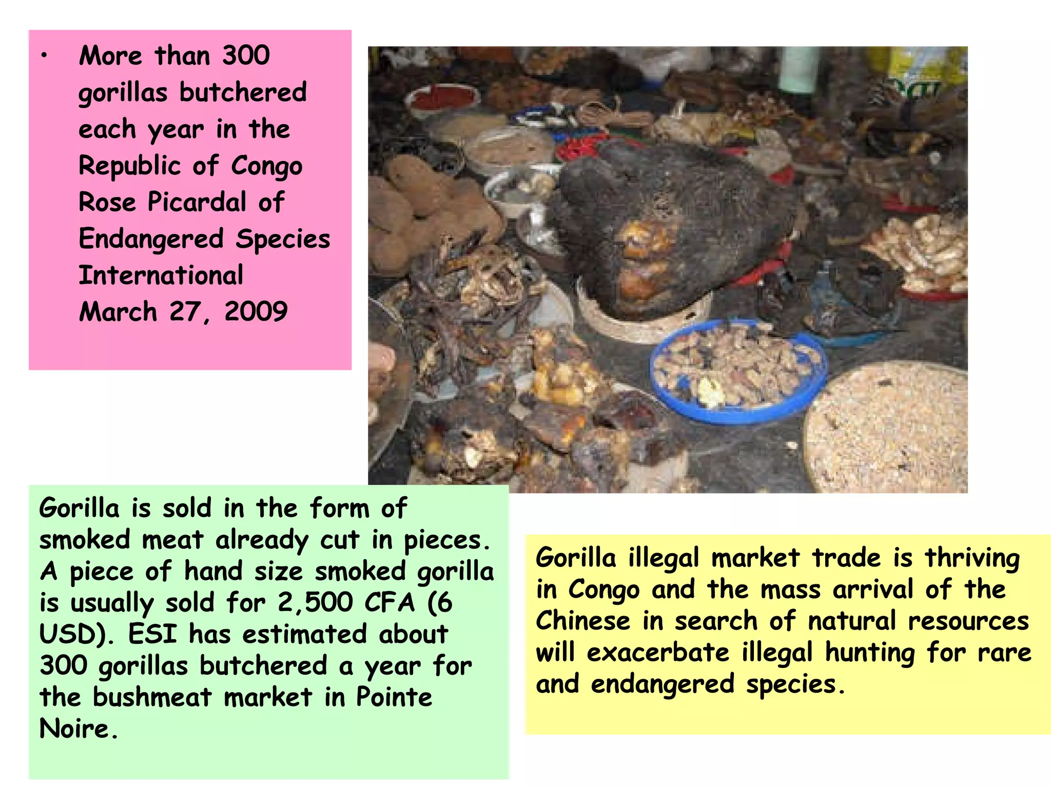 More than 300 gorillas butchered each year in the Republic of Congo Rose Picardal of Endangered Species International  March 27, 2009 Gorilla is sold in the form of smoked meat already cut in pieces. A piece of hand size smoked gorilla is usually sold for 2,500 CFA (6 USD). ESI has estimated about 300 gorillas butchered a year for the bushmeat market in Pointe Noire.  Gorilla illegal market trade is thriving in Congo and the mass arrival of the Chinese in search of natural resources will exacerbate illegal hunting for rare and endangered species.  