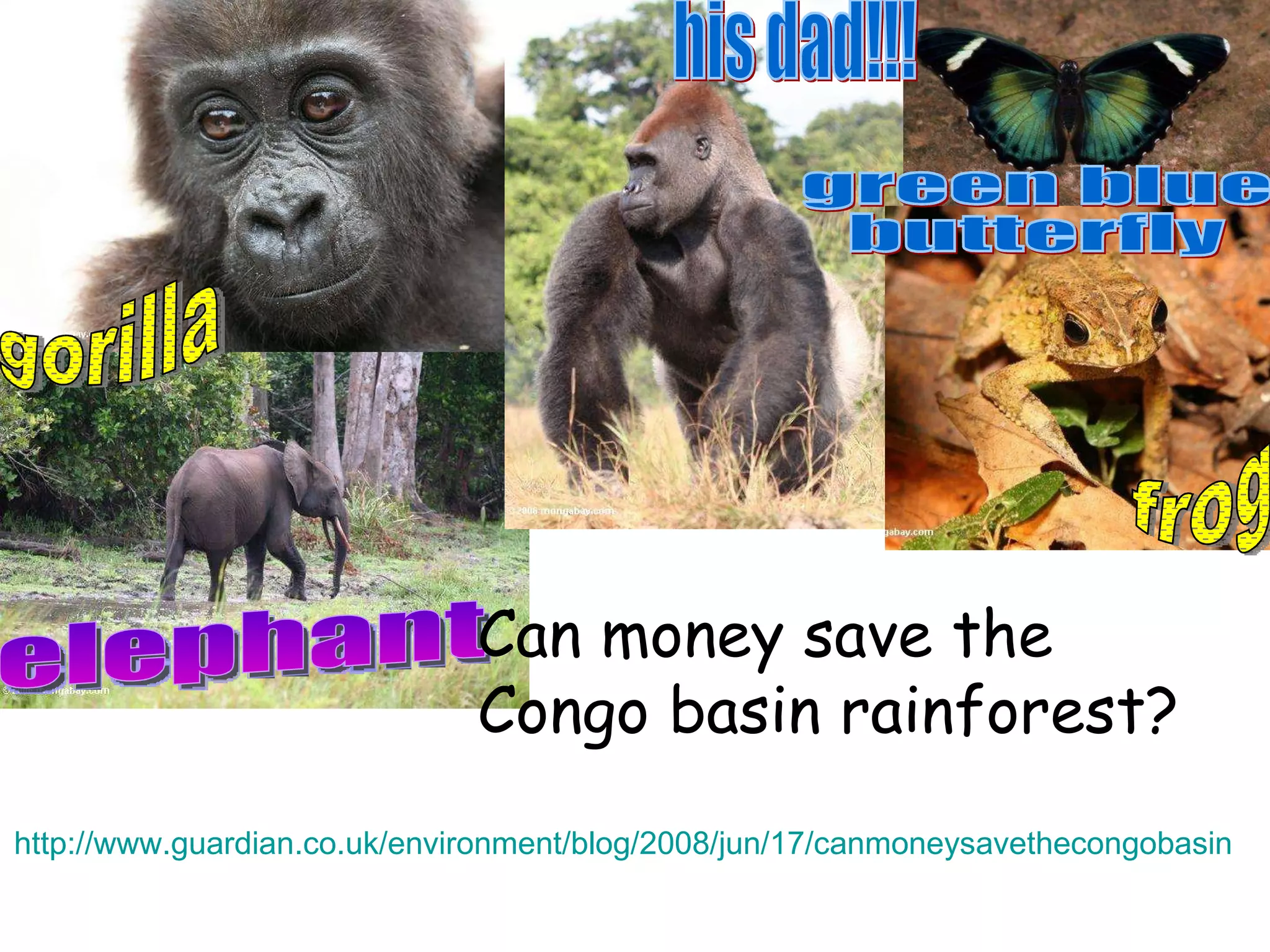 gorilla his dad!!! elephant frog green blue  butterfly Can money save the  Congo basin rainforest?  http://www.guardian.co.uk/environment/blog/2008/jun/17/canmoneysavethecongobasin   