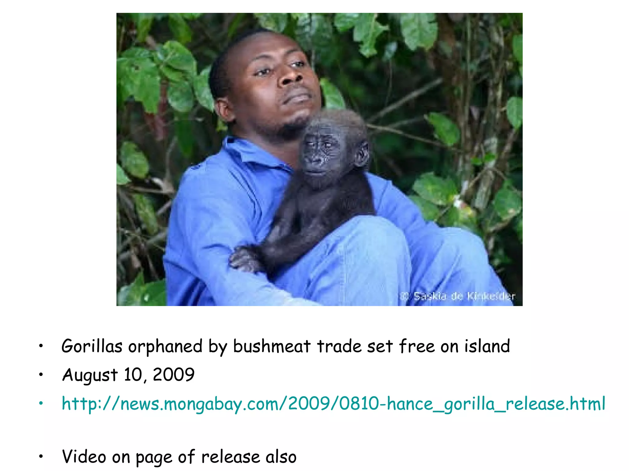 Gorillas orphaned by bushmeat trade set free on island  August 10, 2009 http://news.mongabay.com/2009/0810-hance_gorilla_release.html   Video on page of release also 