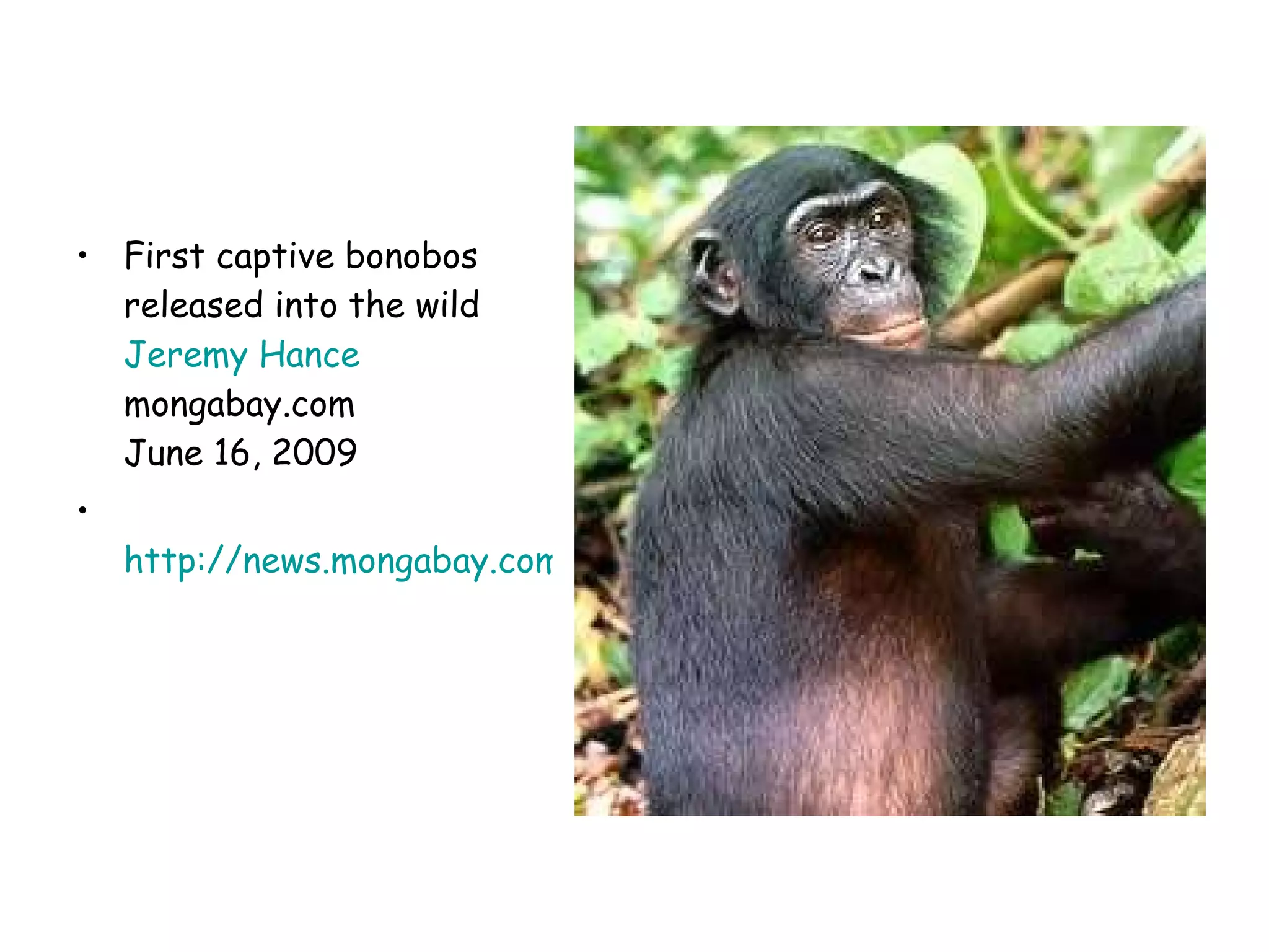 First captive bonobos released into the wild Jeremy  Hance mongabay.com  June 16, 2009 http://news.mongabay.com/2009/0616-hance_bonoborelease.html   