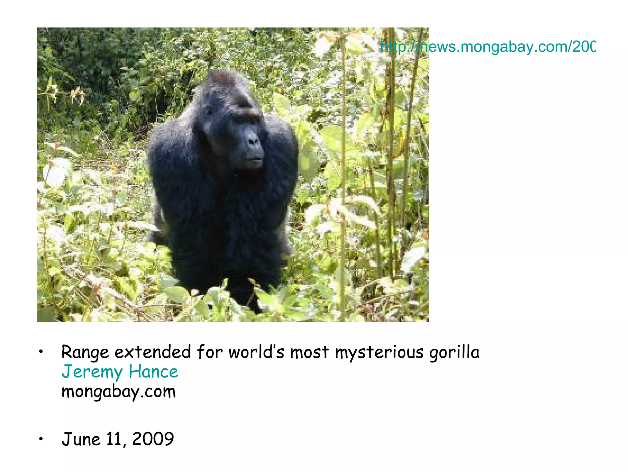 Range extended for world’s most mysterious gorilla Jeremy  Hance mongabay.com  June 11, 2009 http://news.mongabay.com/2009/0611-hance_grauergorilla.html   