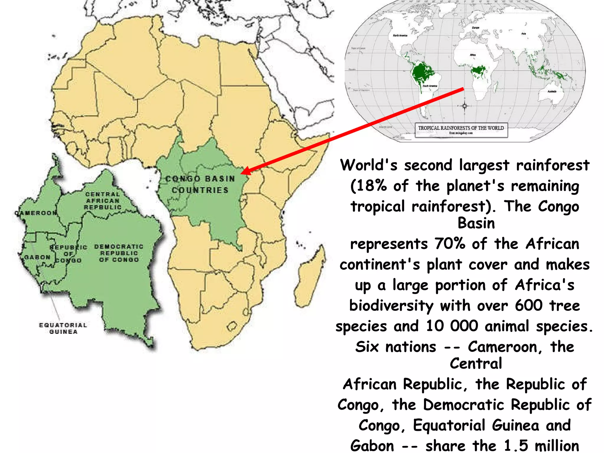 World's second largest rainforest (18% of the planet's remaining tropical rainforest). The Congo Basin represents 70% of the African continent's plant cover and makes up a large portion of Africa's biodiversity with over 600 tree species and 10 000 animal species. Six nations -- Cameroon, the Central African Republic, the Republic of Congo, the Democratic Republic of Congo, Equatorial Guinea and Gabon -- share the 1.5 million square mile Congo basin.  