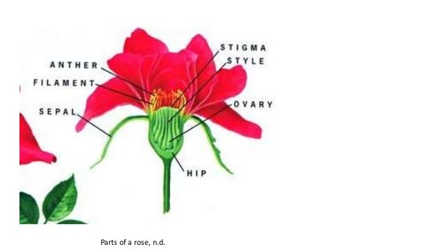 Lesson 3 deep into the plant life cycles