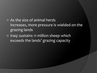 As the size of animal herds increases, more pressure is wielded on the grazing landsIraq: sustains 11 million sheep which exceeds the lands’ grazing capacity