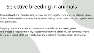 Lesson 3 Increasing agricultural yields Selective breeding (1).pptx