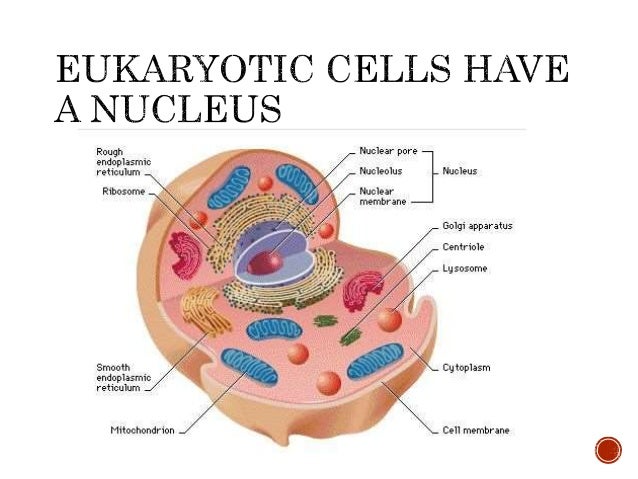 Lesson 3 nucleus dna-chromosomes