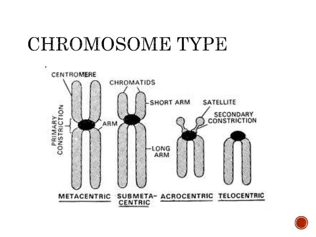 Lesson 3 nucleus dna-chromosomes
