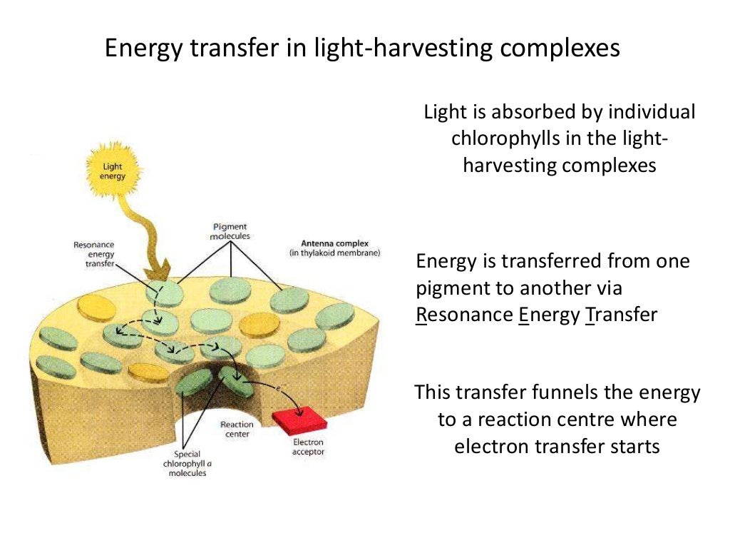 Lesson 3 photosynthetic pigment extraction