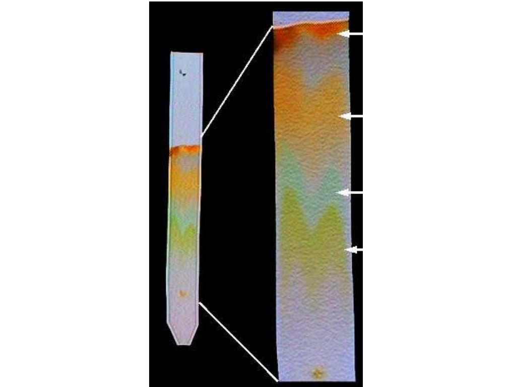 Lesson 3 photosynthetic pigment extraction