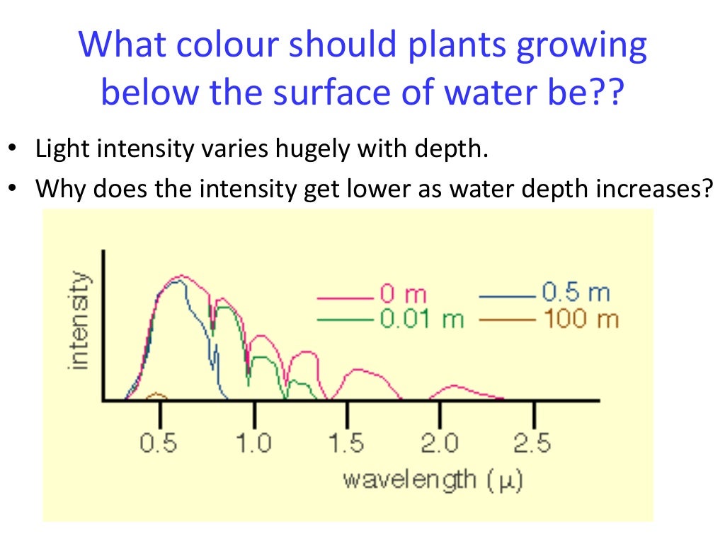 Lesson 3 photosynthetic pigment extraction