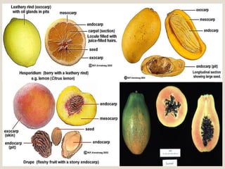 Septum Fruit Example Lesson3 plantgrowth wichaitu62 | PDF
