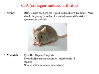 CIA (collagen-induced arthritis)
1. Strain: DBA/1 male mice are the il gold standard for CIA model. Mice
should be young (less than 4 months) to avoid the risk of
spontaneous arthritis.
2. Materials: Type II collagen (2 mg/ml)
Freund adjuvant containing M. tubercolosis (4
mg/ml)
Normal saline solution (for controls)
 