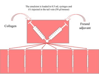Collagen
Freund
adjuvant
Collagene e adiuvante vengono emulsionati in rapporto 1:1 a 4°C
The emulsion is loaded in 0.5 mL syringes and
it’s injected in the tail vein (50 l/mouse)
 