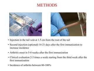 • Injection in the tail vein at 1.5 cm from the root of the tail
• Second injection (optional) 14-21 days after the first immunization to
increase incidence
• Arthritis onset in 5-8 weeks after the first immunization
• Clinical evaluation 2-3 times a week starting from the third week after the
first immunization
• Incidence of arthritis between 80-100%
METHODS
 