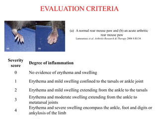 EVALUATION CRITERIA
Severity
score
Degree of inflammation
0 No evidence of erythema and swelling
1 Erythema and mild swelling confined to the tarsals or ankle joint
2 Erythema and mild swelling extending from the ankle to the tarsals
3
Erythema and moderate swelling extending from the ankle to
metatarsal joints
4
Erythema and severe swelling encompass the ankle, foot and digits or
ankylosis of the limb
(a) A normal rear mouse paw and (b) an acute arthritic
rear mouse paw
Lamoureux et al. Arthritis Research & Therapy 2006 8:R134
 